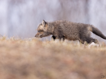 5PL9126-Modifier-copie-2