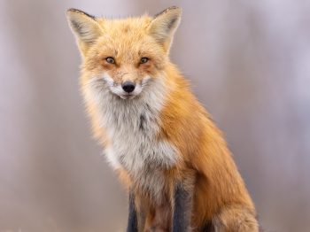 5PL9157-Modifier-copie-2