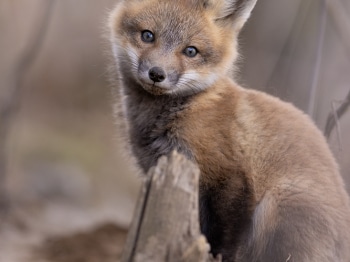 5PM0951-Modifier-copie-2