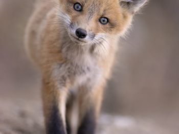 5PM1790-Modifier-copie-2