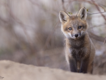 5PM2213-Modifier-copie-2