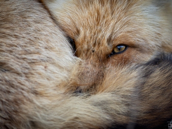 5PM3669-Avec-accentuation-Modifier-Modifier-copie-2