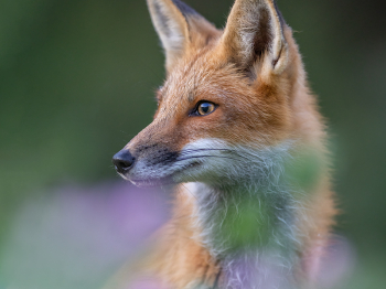 5PM4525-Modifier-Modifier-copie-2