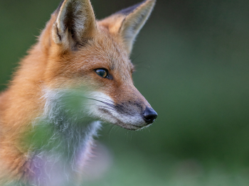 5PM4543-Modifier-copie-2