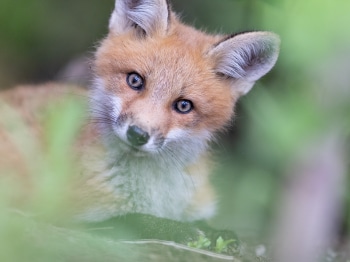 5PM4713-Modifier-copie-2