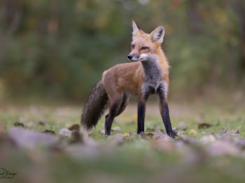 5PM4921-2-Modifier-copie-2