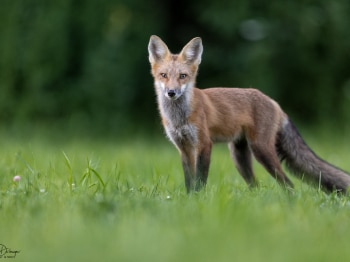 5PM5308-Modifier-copie-2