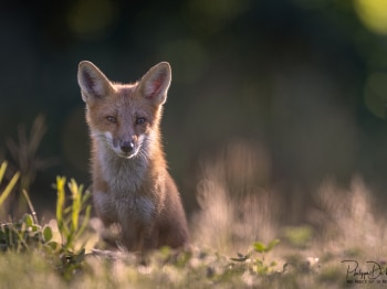 5PM8357-Modifier-copie-2