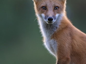 5PM9504-Modifier-copie-2