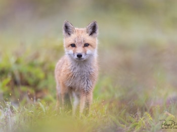 5TN3007-Modifier-copie