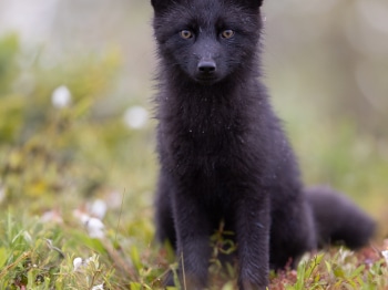 5TN3384-Modifier-copie-2