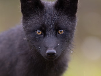 5TN3796-Modifier-2-copie-2