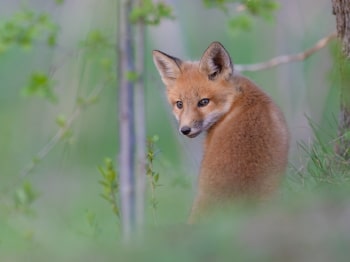 5TN4941-Modifier-copie-2