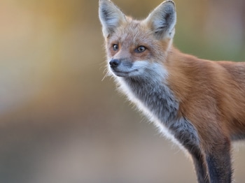 5TN6061-Modifier-copie-2