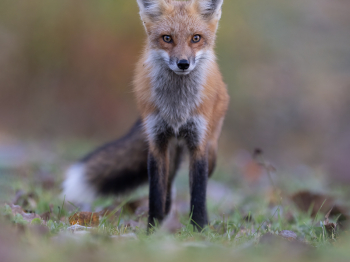 5TN6156-Modifier-copie-2