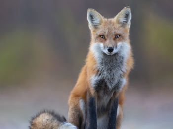 5TN7256-Modifier-copie-2