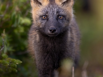 5TN7729-2-Modifier-copie-2