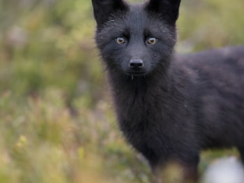 5TN9535-2-Modifier-copie-2