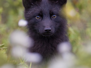 5TN9774-2-Modifier-copie-2