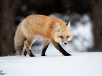 DB_2249-Modifier-copie