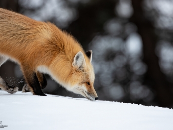 DB_2260-Modifier-copie