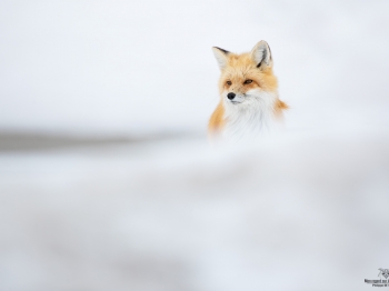 DB_2493-Modifier-copie