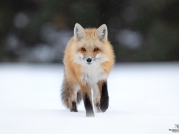 DB_3117-Modifier-copie