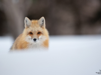 DB_3528-Modifier-copie