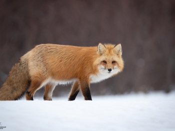 DB_4000-Modifier-Modifier-Modifier-Modifier-copie