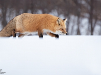 DB_4061-Modifier-copie