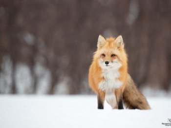 DB_4103-Modifier-copie