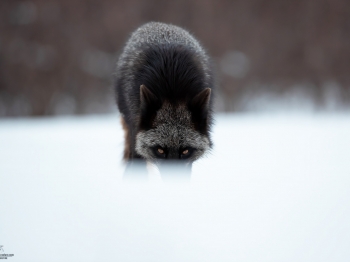 DB_4525-Modifier-copie