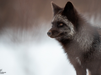 DB_4580-Modifier-copie