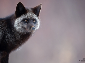 DB_4696-Modifier-copie