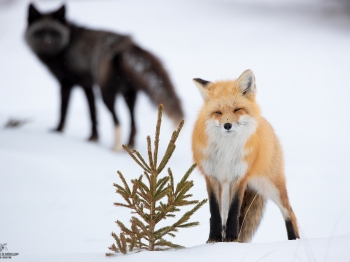 DB_4999-Modifier-copie