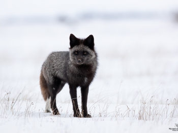 DB_5248-Modifier-copie