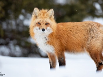 DB_6250-Modifier-copie