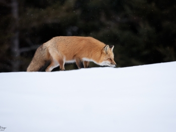 DB_6420-Modifier-copie