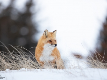 DB_6499-Modifier-copie