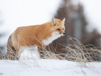 DB_6506-Modifier-copie