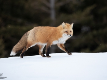 DB_6530-Modifier-copie