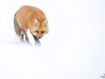 DB_6637-Modifier-copie