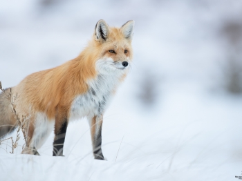 DB_6832-Modifier-copie