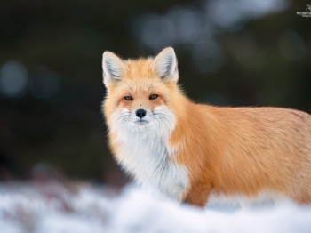 DB_6860-Modifier-Modifier-copie