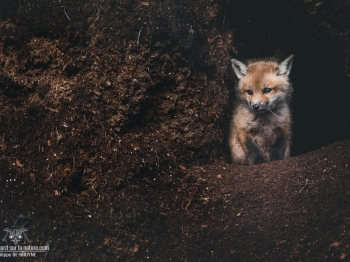 DXP4838-Modifier-copie