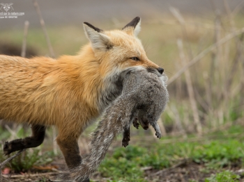 DXP4958-Renard
