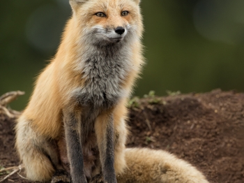 DXP4969-Modifier-copie