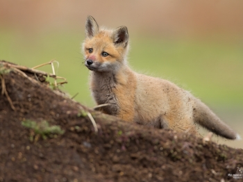 DXP5250-Modifier-copie