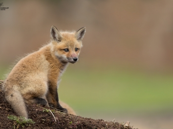 DXP5330-Modifier-copie