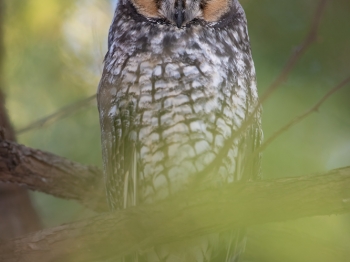 Hypnotique hiboux moyen duc